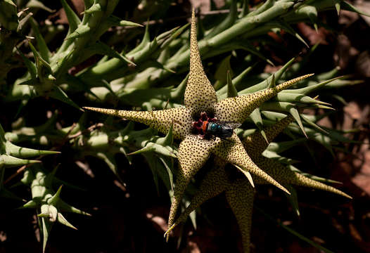 Image de Ceropegia caudata (N. E. Br.) Bruyns