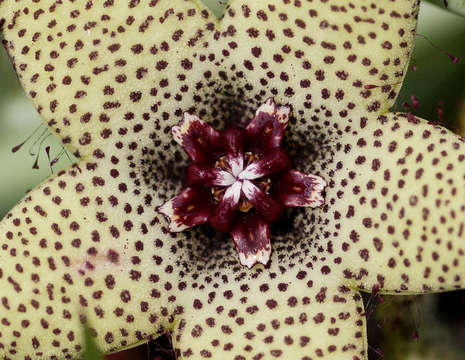 Image of Ceropegia caudata (N. E. Br.) Bruyns