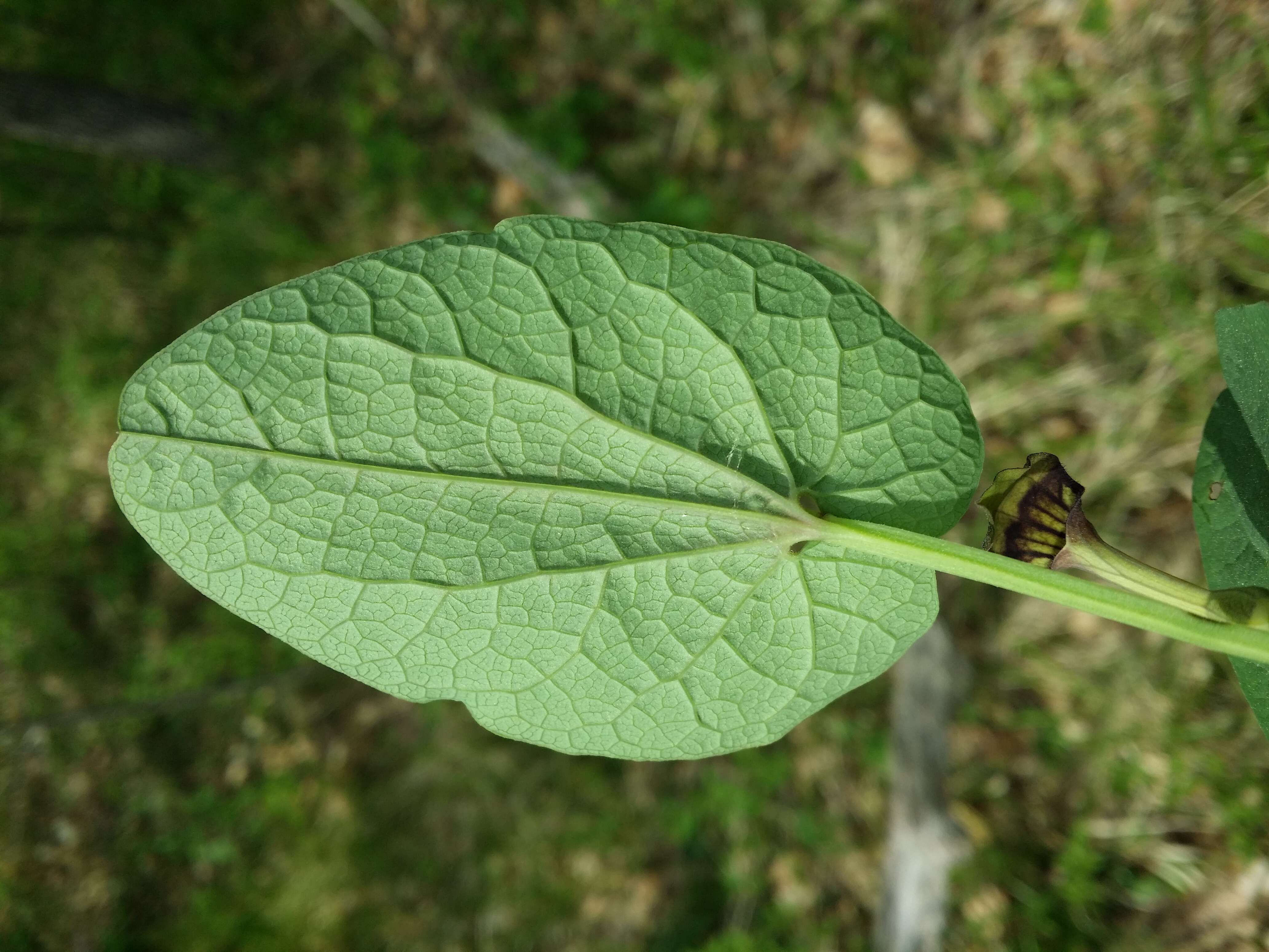 Image of Smearwort