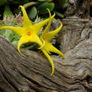 Image of <i>Orbea <i>lutea</i></i> (N. E. Br.) Bruyns ssp. lutea