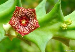 Image de Ceropegia keithii (R. A. Dyer) Bruyns