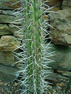 Image de Weberbauerocereus cephalomacrostibas (Werderm. & Backeb.) F. Ritter