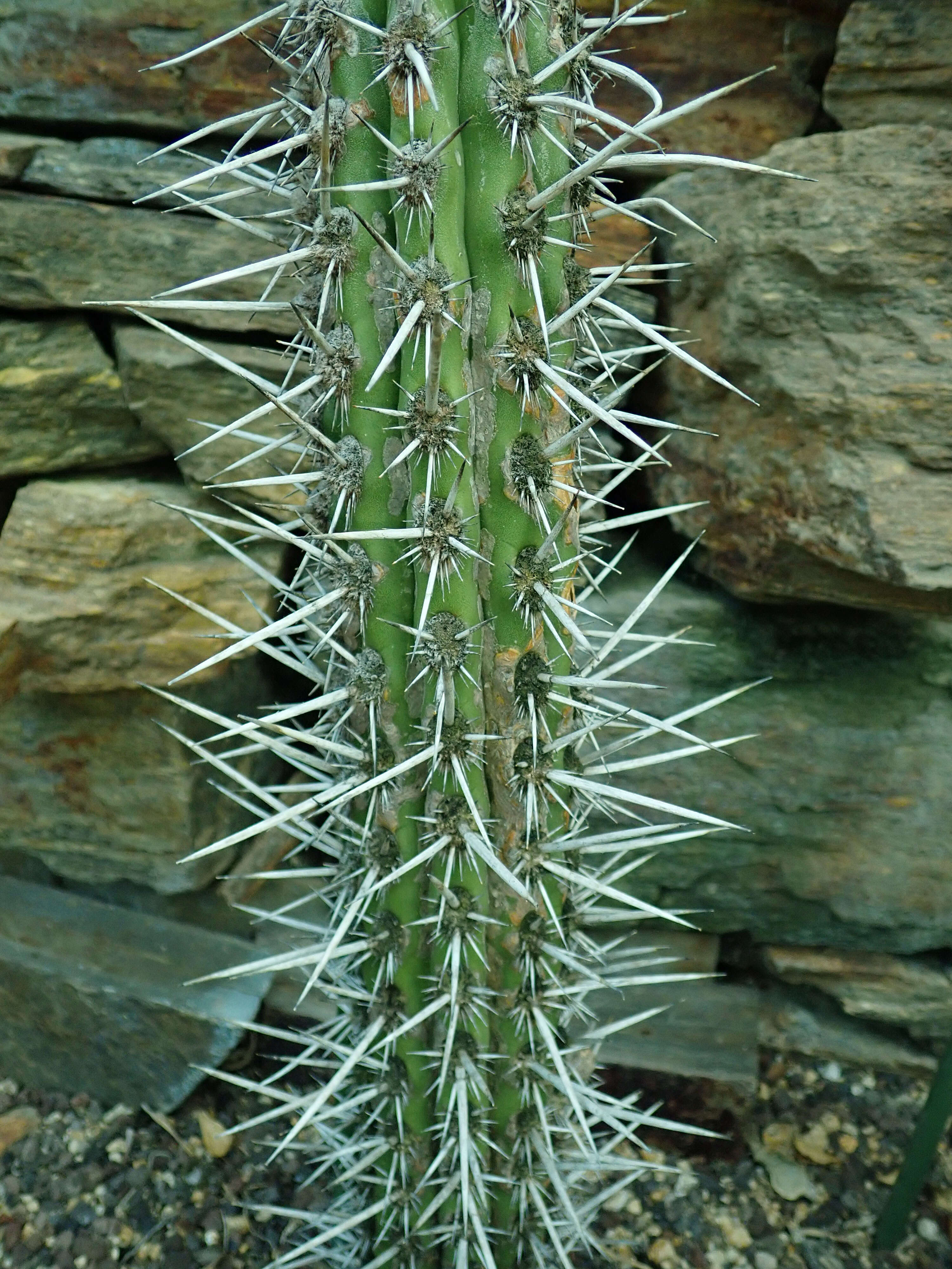 Image de Weberbauerocereus cephalomacrostibas (Werderm. & Backeb.) F. Ritter