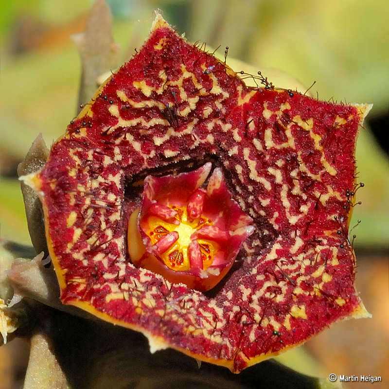 Image de Ceropegia keithii (R. A. Dyer) Bruyns