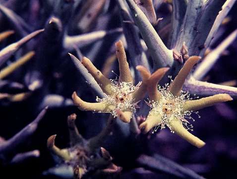 Image of Ceropegia rogersii (L. Bolus) Bruyns