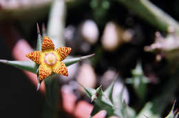 Image de Ceropegia schweinfurthii (A. Berger) Bruyns