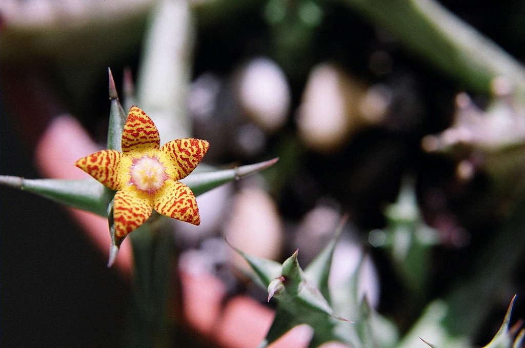 Image of Ceropegia schweinfurthii (A. Berger) Bruyns