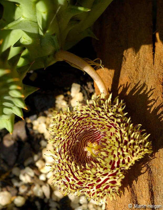 Image of Porcupine huernia