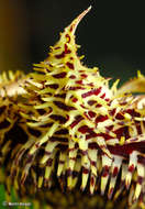 Image of Porcupine huernia