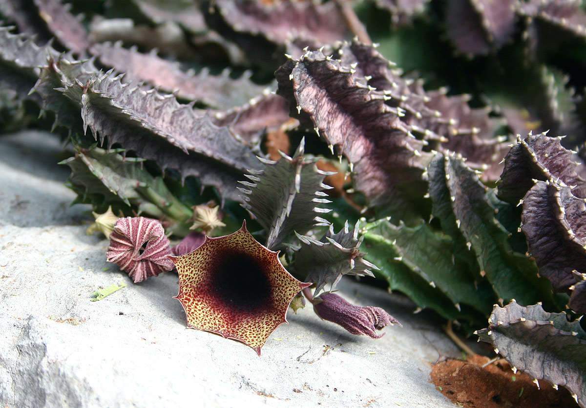 Imagem de Ceropegia levyi (Obermeyer) Bruyns