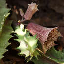 صورة Ceropegia levyi (Obermeyer) Bruyns