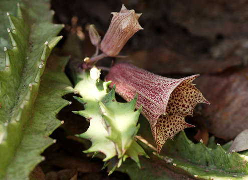 Plancia ëd Ceropegia levyi (Obermeyer) Bruyns