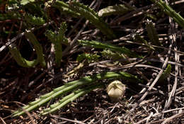 Image of Ceropegia occultiflora Bruyns