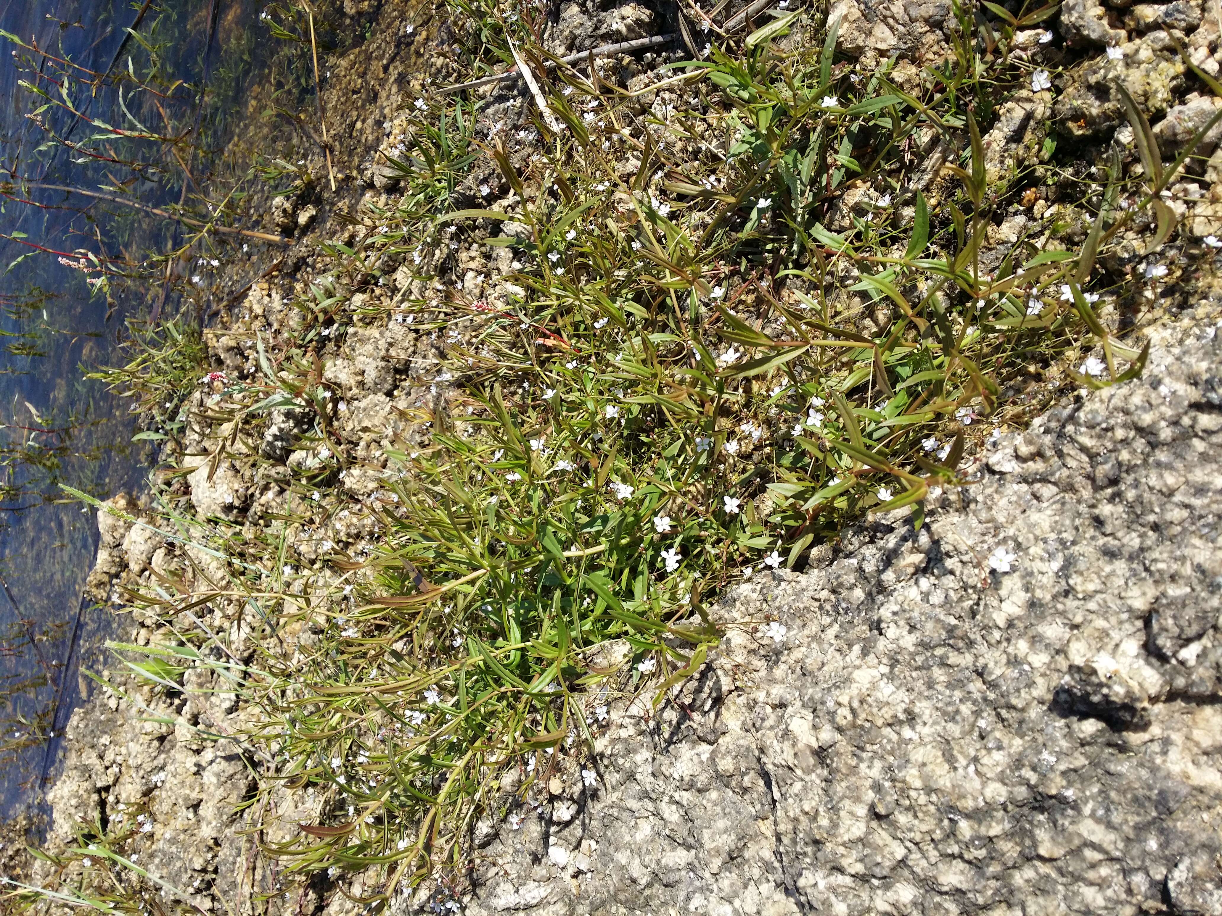 Image of Marsh Speedwell