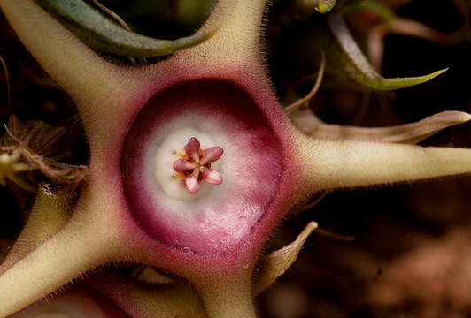 Image of <i>Huernia <i>verekeri</i></i> Stent var. verekeri