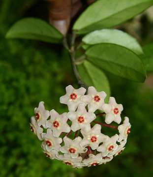 Image of Waxflowers