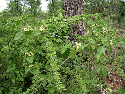 Image of Marsdenia rubicunda (K. Schum.) N. E. Br.