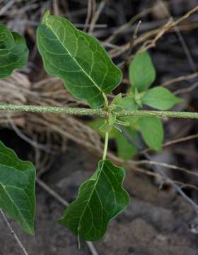 Image of Marsdenia rubicunda (K. Schum.) N. E. Br.