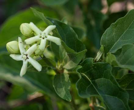 Слика од Marsdenia rubicunda (K. Schum.) N. E. Br.