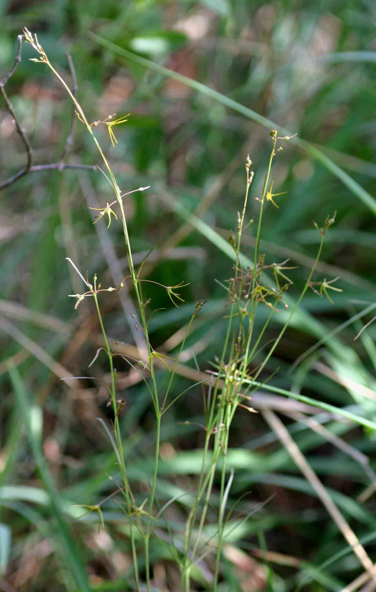 Image of Ceropegia chlorantha (Schltr.) Bruyns