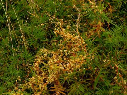 Imagem de Cuscuta