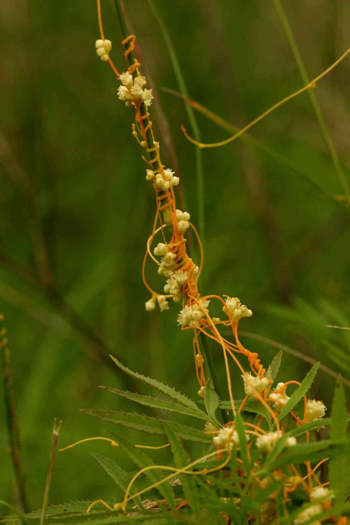 Cuscuta resmi