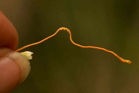 Imagem de Cuscuta