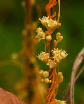 Image of Cuscuta