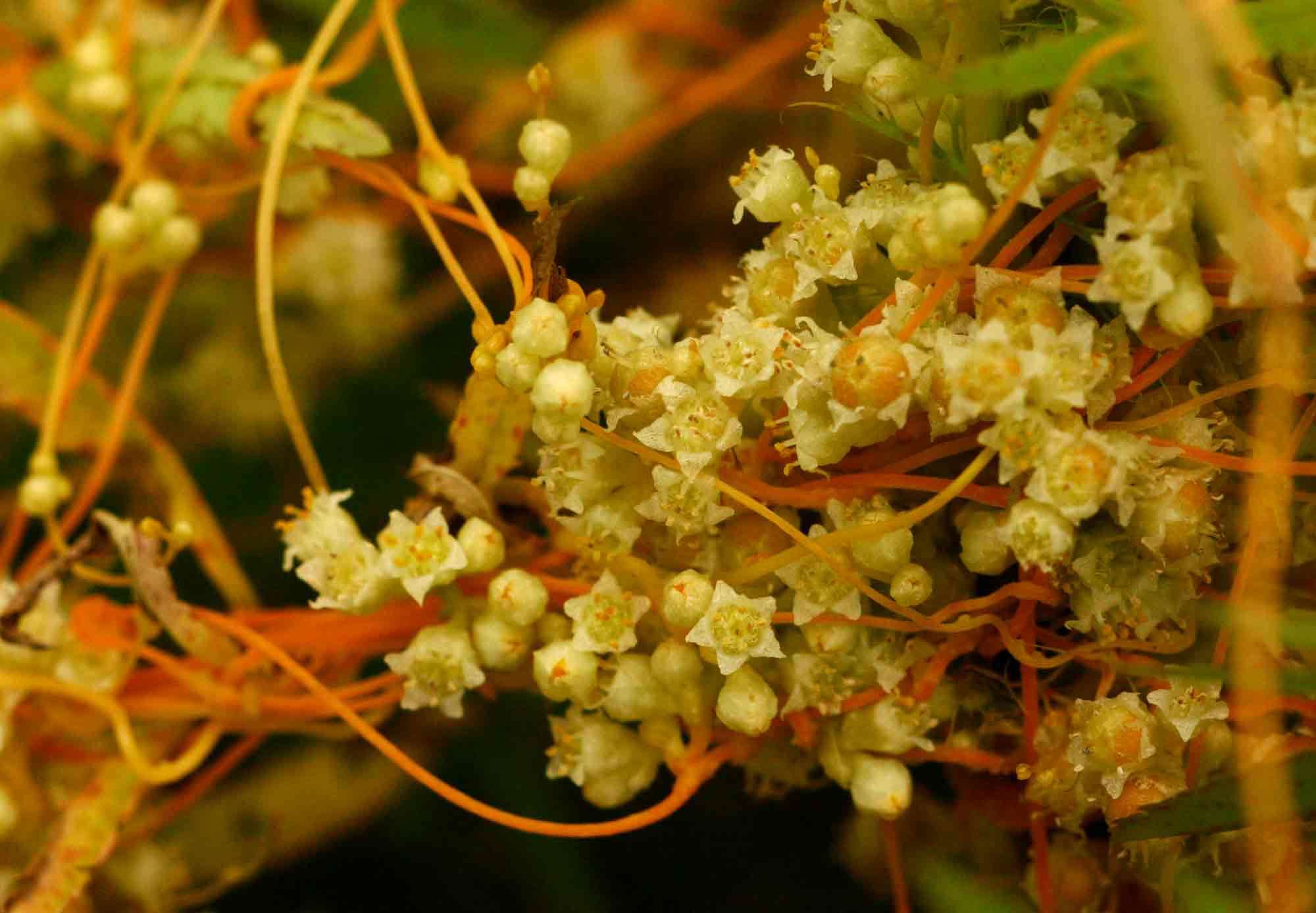 Plancia ëd Cuscuta