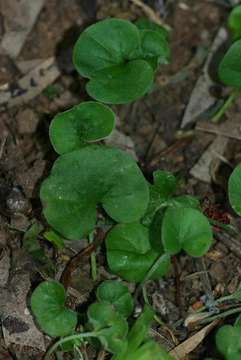 Image of ponysfoot