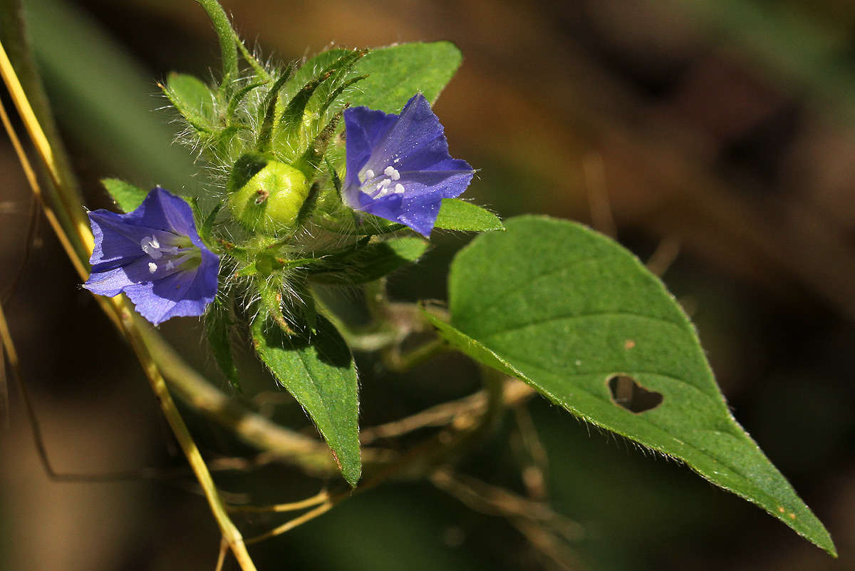 Sivun Jacquemontia kuva