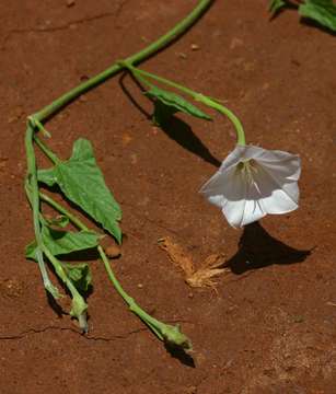 صورة Convolvulus sagittatus Thunb.