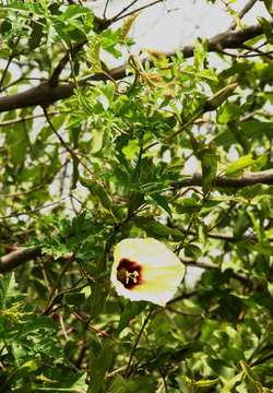 Image of Rough-stemmed morning-glory