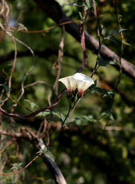 Image of Merremia pterygocaulos (Choisy) Hall. fil.