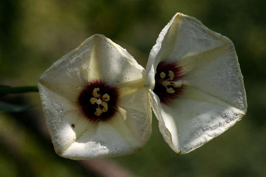 Image de Merremia pterygocaulos (Choisy) Hall. fil.