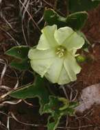 Image of Merremia xanthophylla Hall. fil.