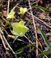 Image of African morningvine