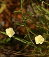 Imagem de Xenostegia tridentata (L.) D. F. Austin & Staples