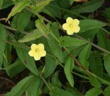 Image of African morningvine