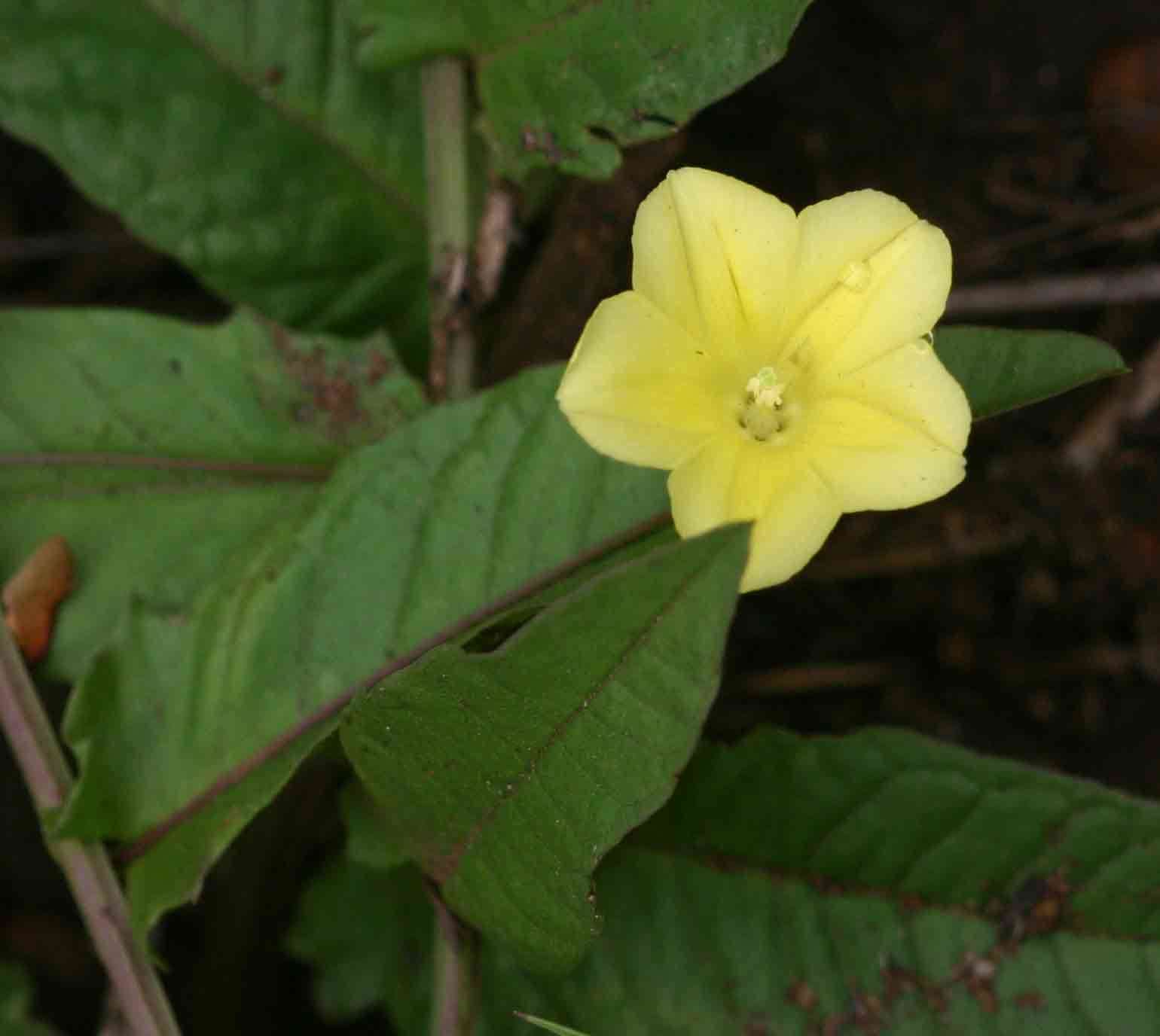 Imagem de Xenostegia tridentata (L.) D. F. Austin & Staples