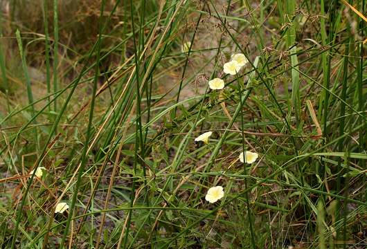 Imagem de Xenostegia tridentata (L.) D. F. Austin & Staples