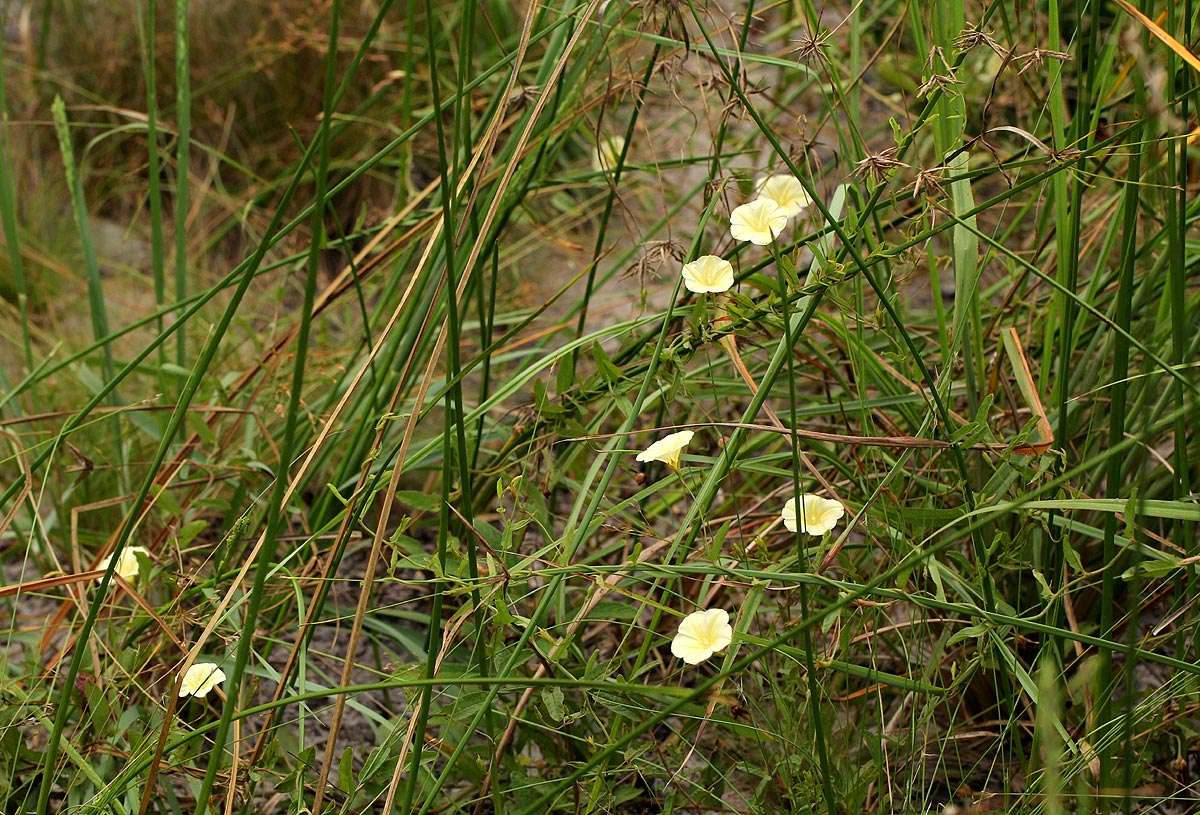 Image of African morningvine