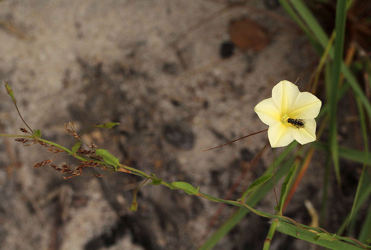 Imagem de Xenostegia tridentata (L.) D. F. Austin & Staples