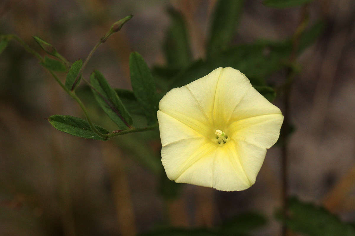 Image of African morningvine