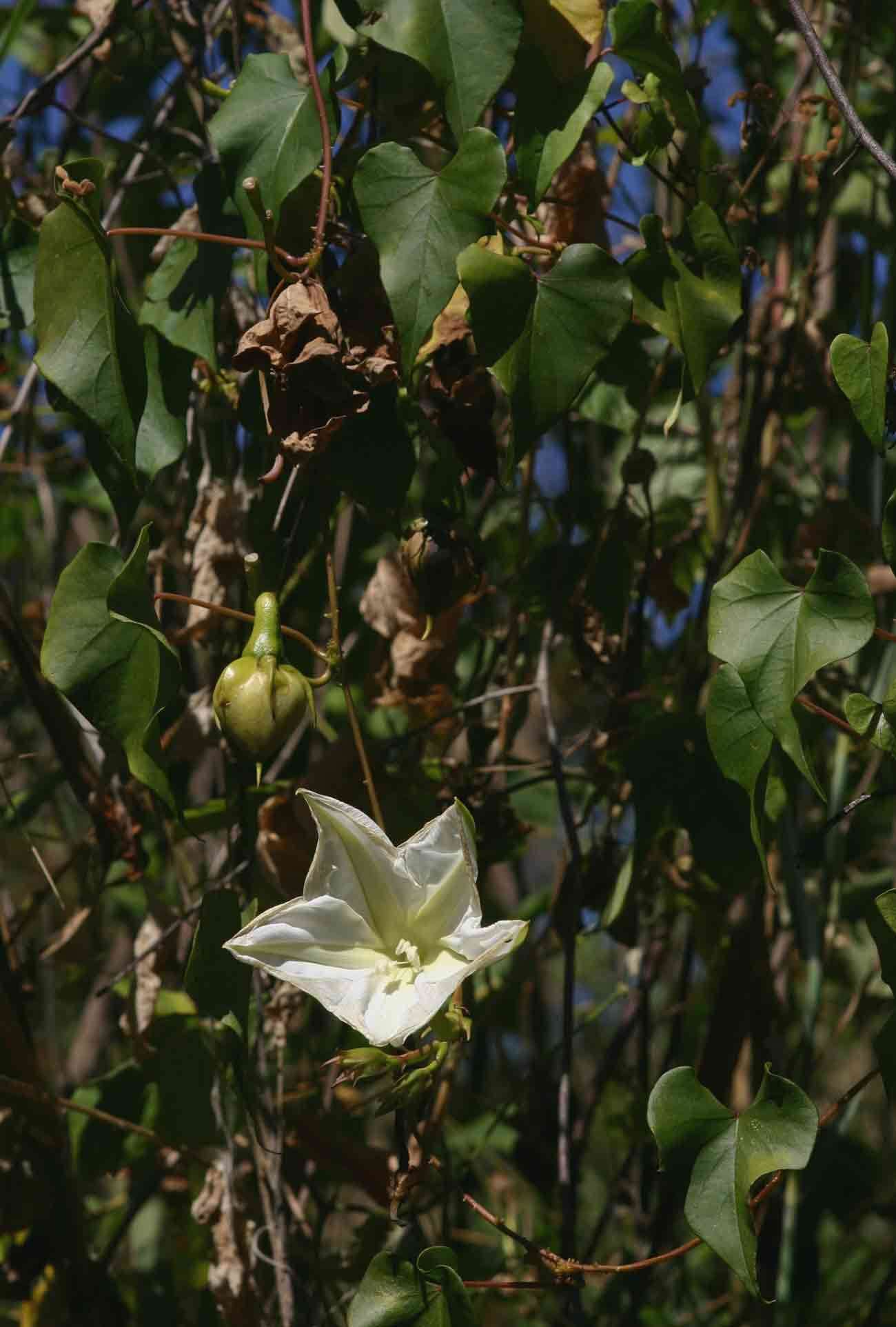 Image of morning-glory