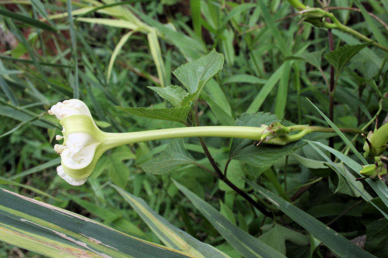 Image of morning-glory