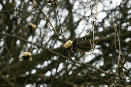 Image of Ipomoea albivenia (Lindl.) Sweet