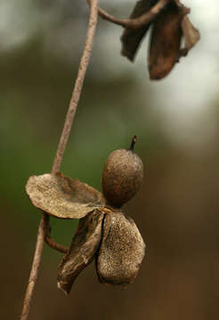 Image of Ipomoea albivenia (Lindl.) Sweet