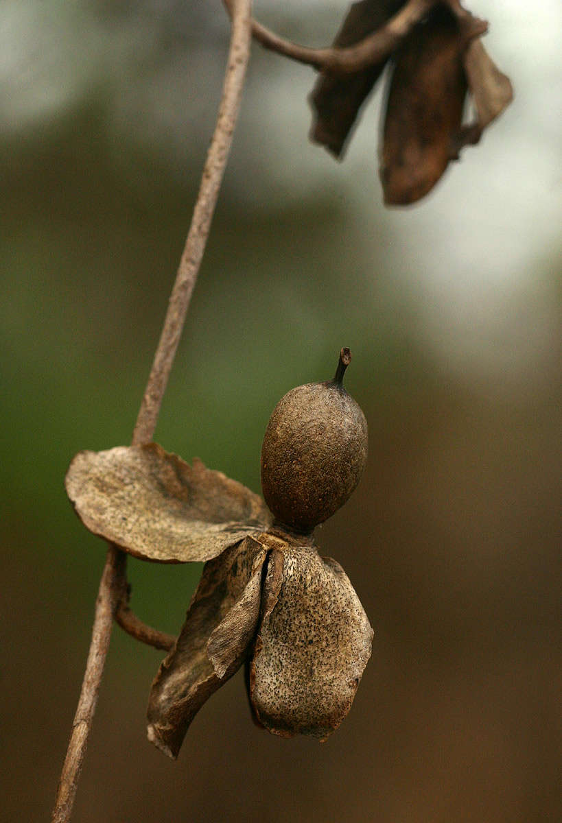 Image of Ipomoea albivenia (Lindl.) Sweet