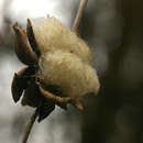 Image of Ipomoea albivenia (Lindl.) Sweet